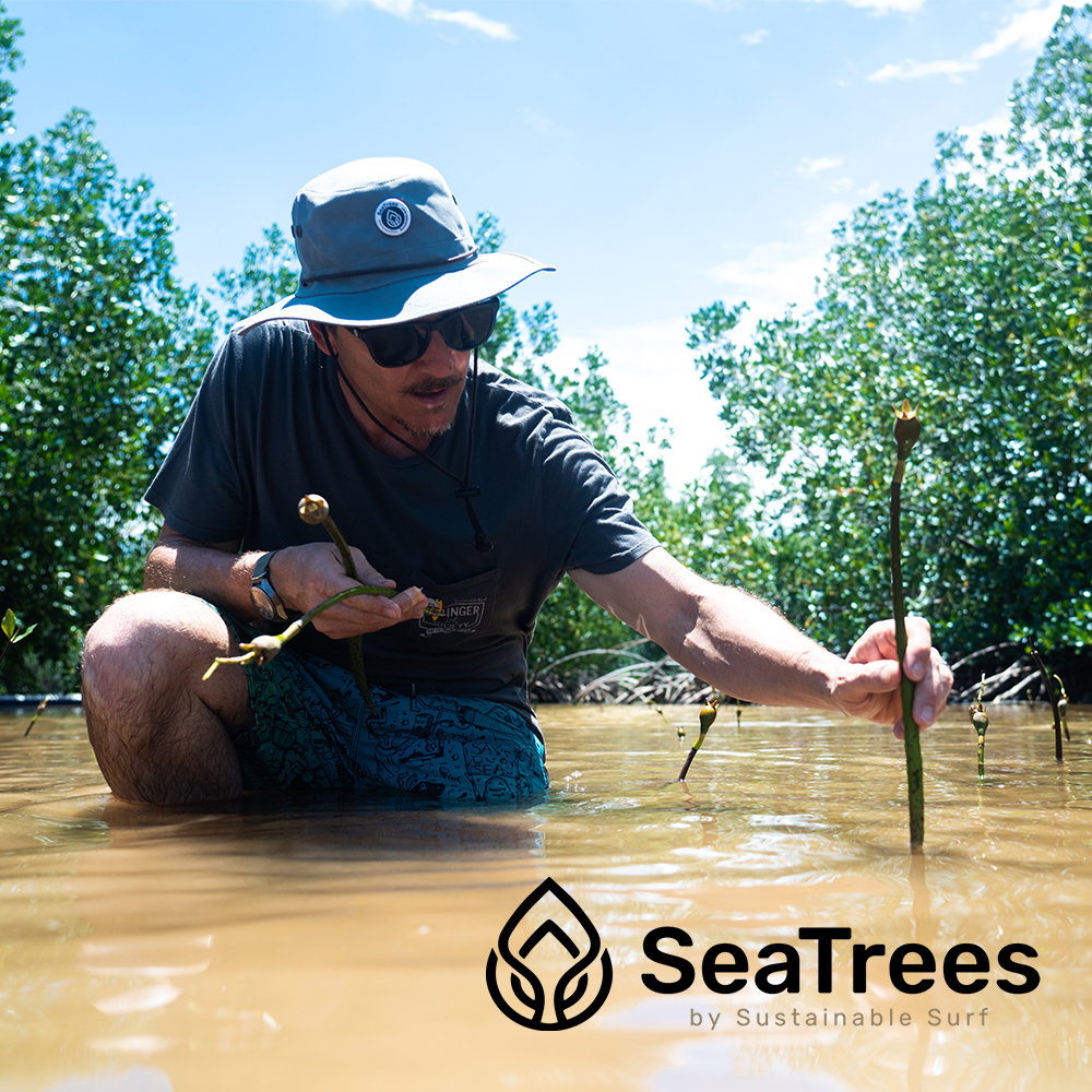 Man plants a mangrove for SeaTrees